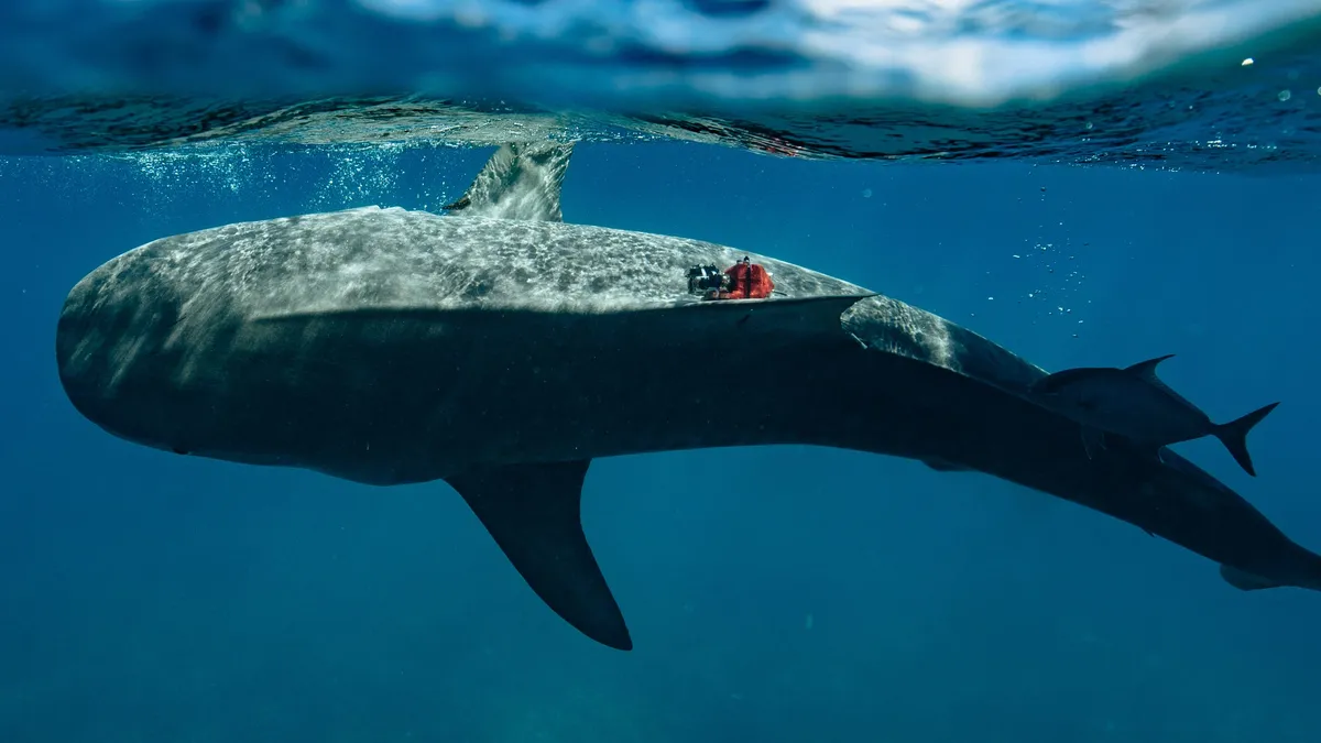 a tiger shark seen underwater with a camera on its flank